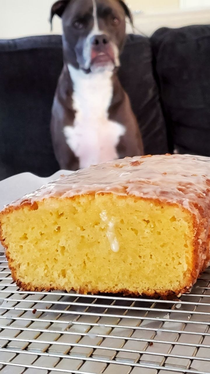 George, the rescue dog of Three Wishes Bakery, watching a glazed lemon loaf cool on a rack